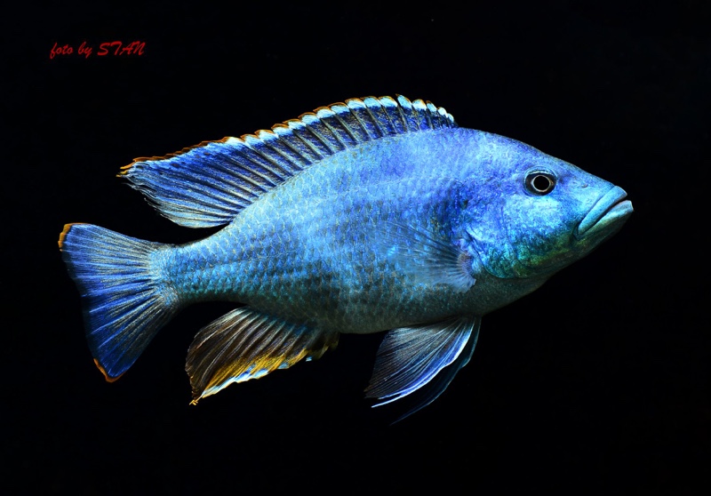 Nimbochromis livingstonii